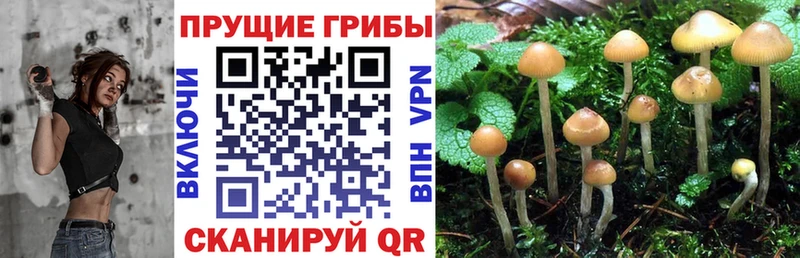 Галлюциногенные грибы Psilocybe  МЕГА зеркало  Ревда 